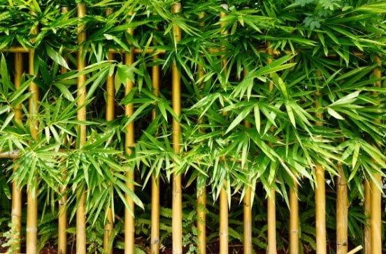 Bamboo Vinegar, detox