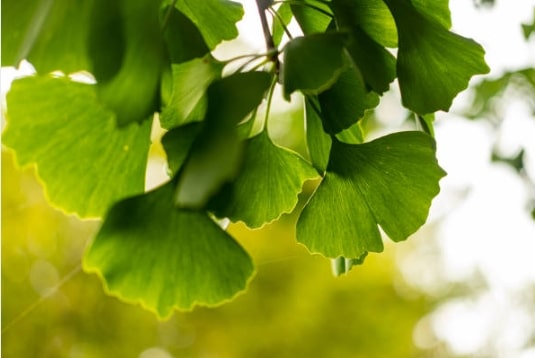 Gingko Biloba & Hearing Loss